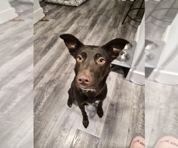 Medium Photo #3 Labrador Retriever-Unknown Mix Puppy For Sale in Las Vegas, NV, USA