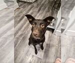 Small #2 Labrador Retriever Mix