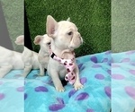 Small Photo #12 French Bulldog Puppy For Sale in SAN BERNARDINO, CA, USA