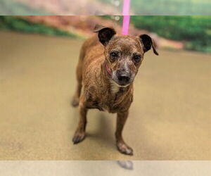 Chiweenie Dogs for adoption in Moreno Valley, CA, USA
