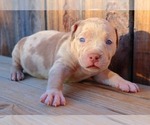 Small Photo #21 American Bully Puppy For Sale in LOS ANGELES, CA, USA