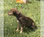 Small #3 Labrador Retriever Mix
