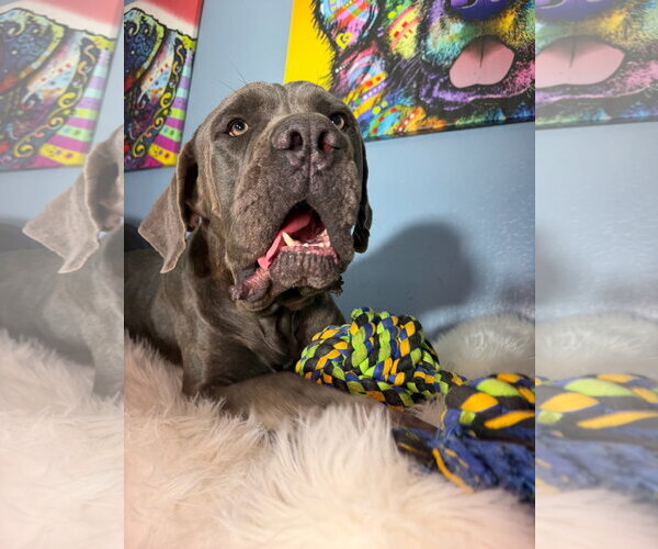 Medium Photo #2 Mutt Puppy For Sale in Goodyear, AZ, USA