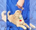 Small Photo #2 Chiranian Puppy For Sale in Cuba, NY, USA