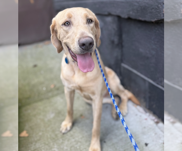 Medium Photo #4 Labrador Retriever-Unknown Mix Puppy For Sale in Brooklyn, NY, USA