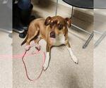 Small Lab-Pointer