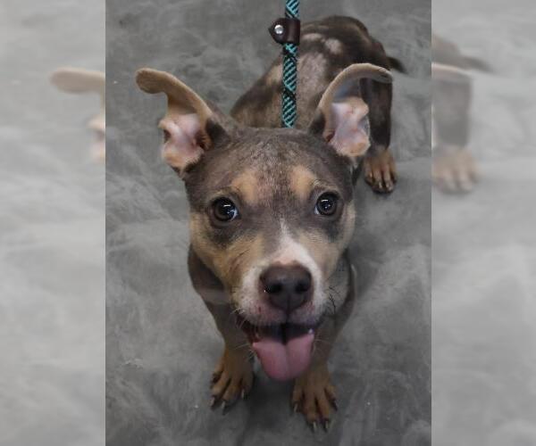 Medium Photo #1 American Pit Bull Terrier-Unknown Mix Puppy For Sale in Thief River Falls, MN, USA