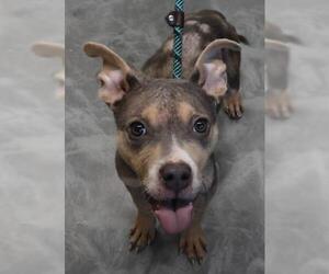 American Pit Bull Terrier-Unknown Mix Dogs for adoption in Thief River Falls, MN, USA