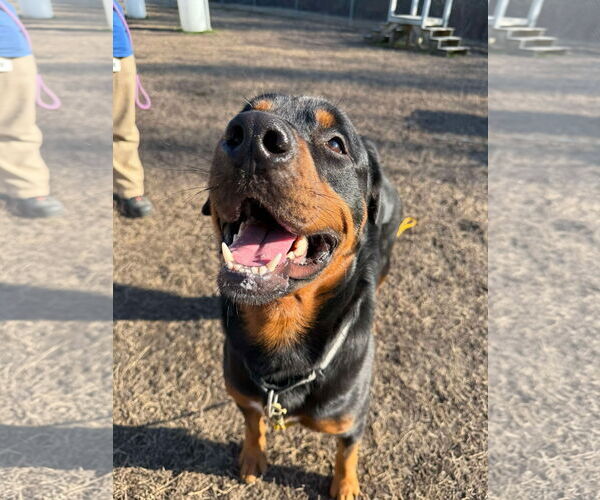 Medium Photo #1 Rottweiler Puppy For Sale in Virginia Beach, VA, USA