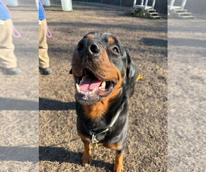 Rottweiler Dogs for adoption in Virginia Beach, VA, USA