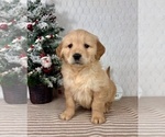 Small #4 Golden Retriever