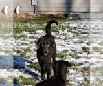 Small Photo #3 Labrador Retriever Puppy For Sale in GOSHEN, IN, USA