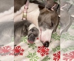 Small Photo #4 Italian Greyhound Puppy For Sale in EAST FARMINGDALE, NY, USA