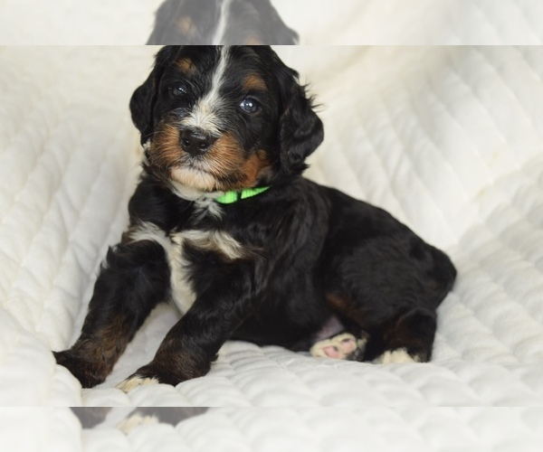 Medium Photo #1 Bernedoodle Puppy For Sale in OMAHA, NE, USA