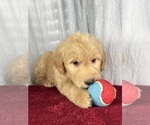 Small Photo #5 Goldendoodle Puppy For Sale in GREENWOOD, IN, USA