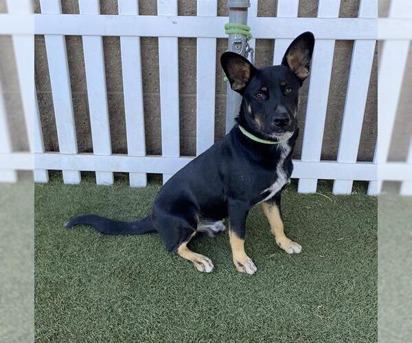 Medium Photo #1 German Shepherd Dog-Unknown Mix Puppy For Sale in Modesto, CA, USA