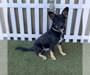 German Shepherd Dog-Unknown Mix Dogs for adoption in Modesto, CA, USA