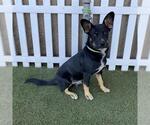 *YONDER - Male German Shepherd Dog-Unknown Mix Dog for Adoption - Small photo
