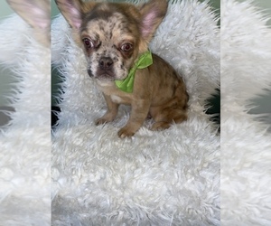 Rat-Cha Puppy for sale in BEECH GROVE, IN, USA