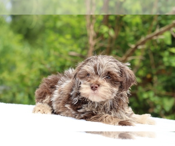 Medium Photo #21 ShihPoo Puppy For Sale in DYERSBURG, TN, USA