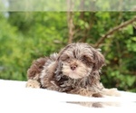 Small #20 ShihPoo