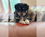 Small #1 Miniature Australian Shepherd-Mutt Mix