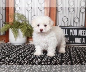 Bichon Frise Puppy for sale in NAPLES, FL, USA