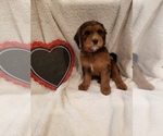 Small Photo #41 Goldendoodle-Sheepadoodle Mix Puppy For Sale in ROCHESTER, NY, USA