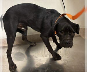 Mutt Dogs for adoption in Bakersfield, CA, USA