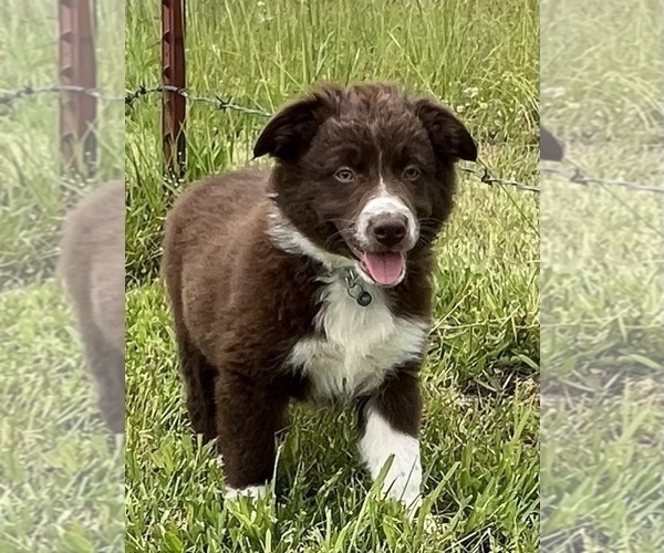 Medium Photo #1 Australian Shepherd Puppy For Sale in NEOSHO, MO, USA