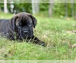 Small #3 Cane Corso