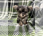 Small #4 Morkie