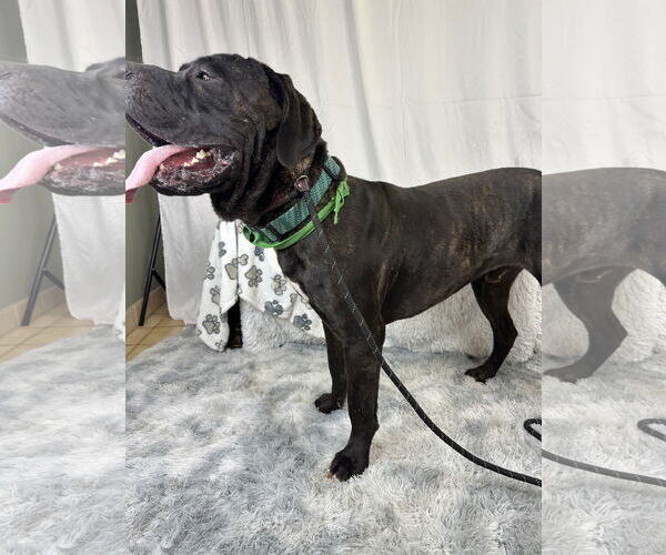 Medium Photo #4 Mastiff Puppy For Sale in Goodyear, AZ, USA