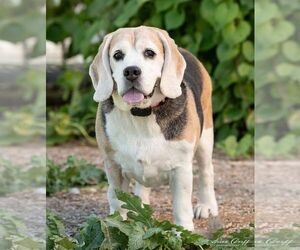 Beagle Dogs for adoption in Las Vegas, NV, USA