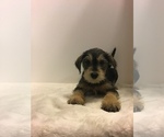 Small Photo #3 Mutt Puppy For Sale in ENTERPRISE, AL, USA
