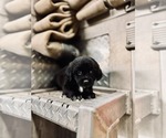 Small #2 Cocker Spaniel Mix