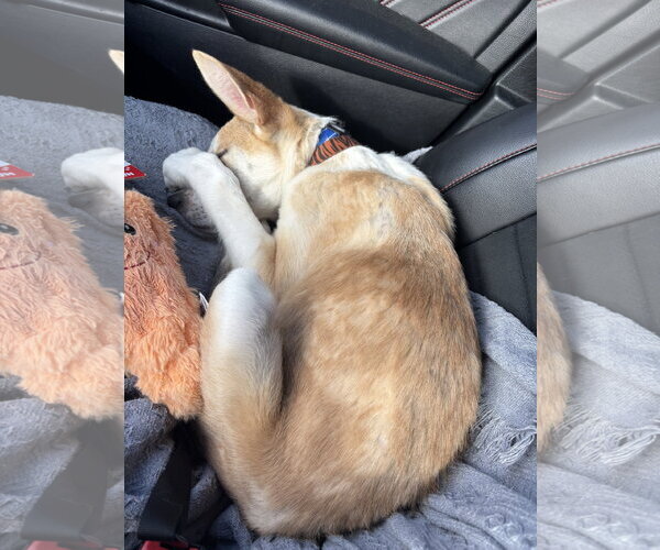 Medium Photo #2 Mutt Puppy For Sale in Holly Springs, NC, USA