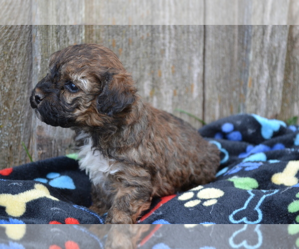 Medium Photo #5 Poodle (Miniature) Puppy For Sale in GREENWOOD, WI, USA