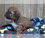 Small #4 Poodle (Miniature)