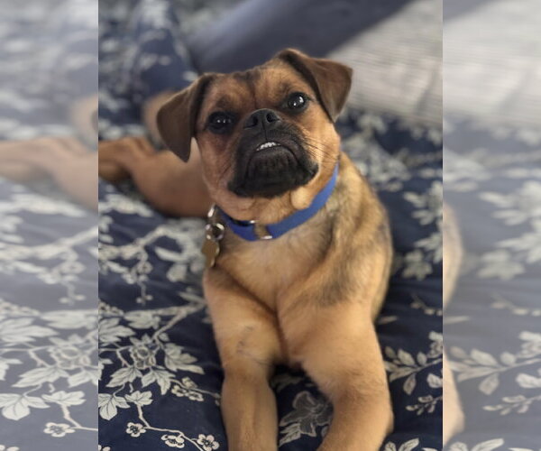 Medium Photo #2 Puggle Puppy For Sale in Davis, CA, USA