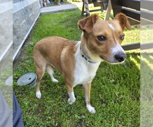 Mutt Dogs for adoption in Long Beach, CA, USA