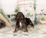 Small Photo #6 Cocker Spaniel Puppy For Sale in WARSAW, IN, USA