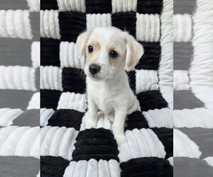 Chihuahua-Unknown Mix Dogs for adoption in San Francisco, CA, USA