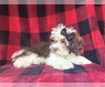 Small #4 ShihPoo