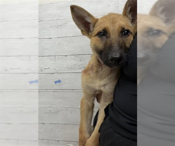 Medium Photo #1 German Shepherd Dog Puppy For Sale in San Bernardino, CA, USA