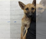 ROVER - Male German Shepherd Dog Dog for Adoption - Small photo