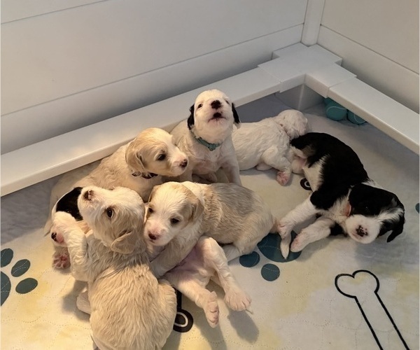 Medium Photo #1 Bernedoodle (Miniature) (+ Poodle Miniature) Puppy For Sale in BREA, CA, USA