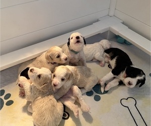 Bernedoodle (Miniature) (+ Poodle Miniature) Puppy for sale in BREA, CA, USA