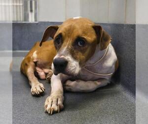American Staffordshire Terrier-Unknown Mix Dogs for adoption in San Antonio, TX, USA