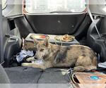 SPOTTED HUSKY MIX - Female Siberian Husky-Unknown Mix Dog for Adoption - Small photo